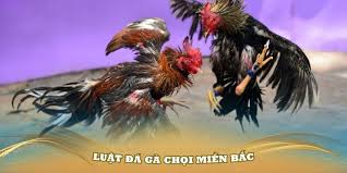 luật chơi đá gà miền bắc